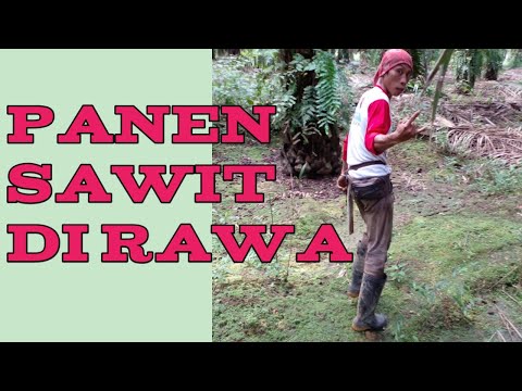 Tips panen kelapa sawit rendah