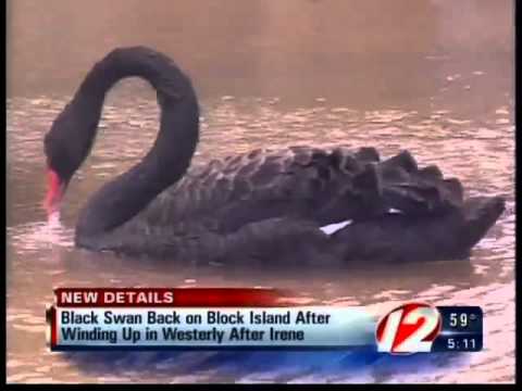 black swan block island westerly irene