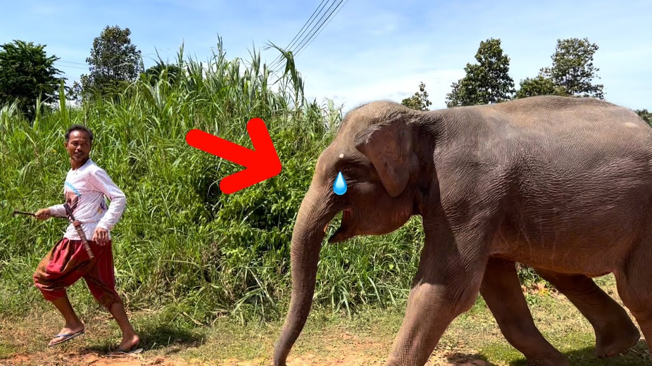 “วันเกิด”ทำใจไม่ได้⁉️#supansa ร้อง‼️ตามหา…เสียง#พี่ฟิล์ม