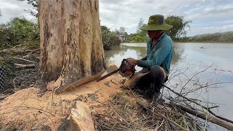 Cưa Cây Bạch Đàn Cao Hơn 30m 