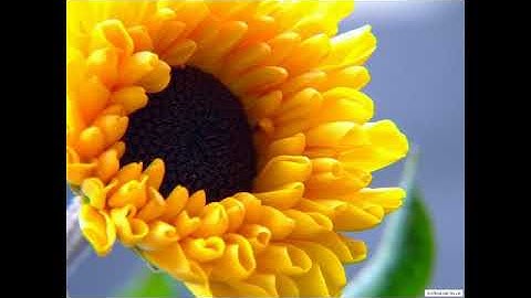 سورة النازعات بصوت القارئ محمد عتيق