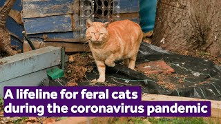 broadline for cats hair loss