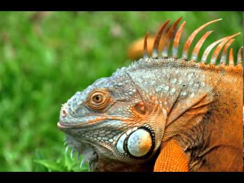 Green Iguana Facts - Facts About Green Iguanas