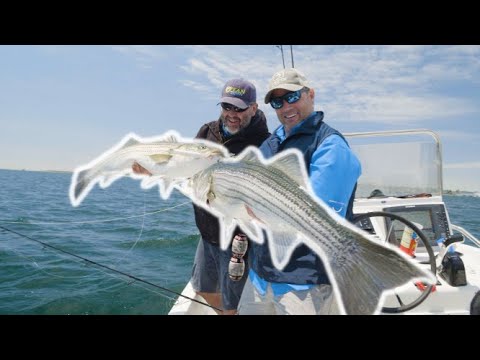 BIG Striped Bass on Topwater Lures!  Fishing with Luremaker Patrick Sebile  