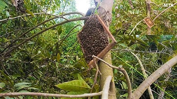 How To Catch & Re-home A Swarm Of Bees