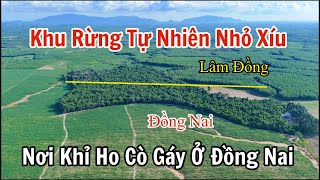 The natural forest has a small area that does not exist in the remote area bordering Dong Nai and...