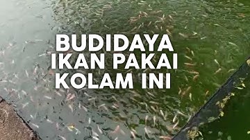 Budidaya ikan kolam tumpang sari