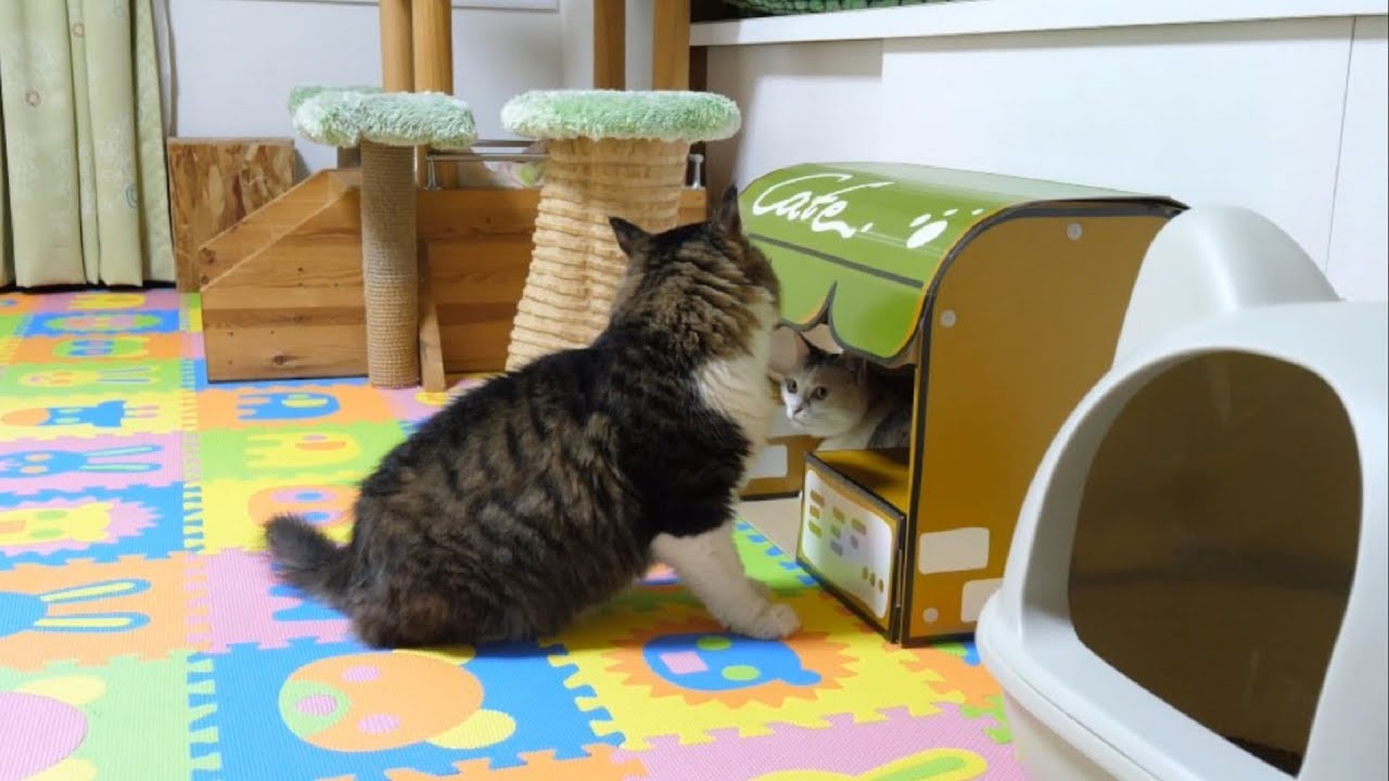 猫カフェ 横浜 Boss Cat finally got into a full cat cafe