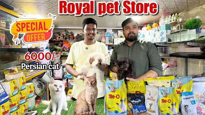 Video 10388731: royal persian cat, persian cat pets dog, persian cat baby pet, exotic persian cat, best persian cat