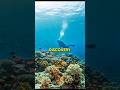 An Entire City Beneath the Sea?  #UnderwaterCity #AncientMysteries #lostcivilizations #shorts
