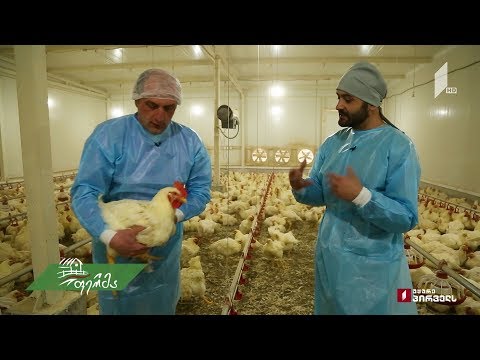 #ფერმა, რომელიც დედაქალაქს ფრინველის ხორცით ამარაგებს