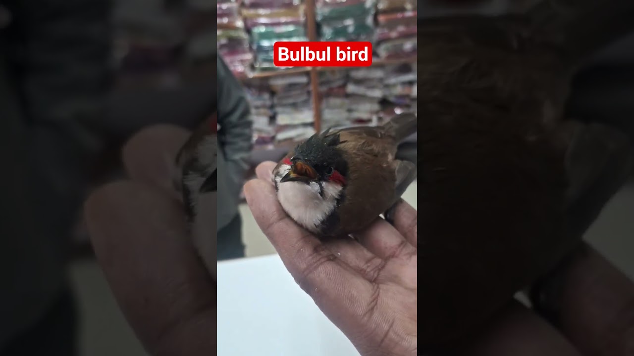 bulbul bird rescue 