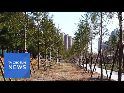 청라국제도시에 &amp;#39;<strong>미세먼지</strong> 차단숲&amp;#39;…연간 800㎏ 오염물질 <strong>제거</strong> 기대