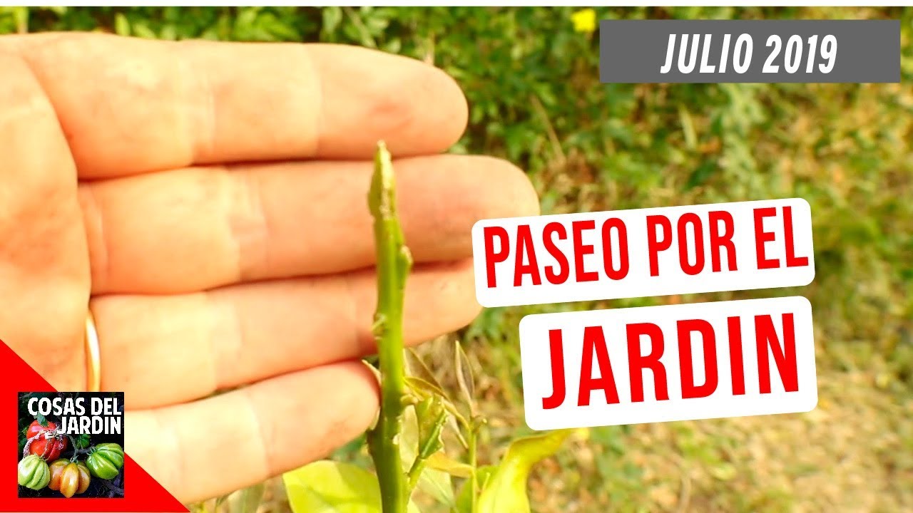 PASEO POR EL JARDIN. ME MASACRARON EL LIMONERO | JULIO 2019