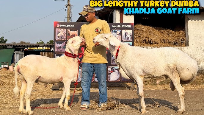 Chubby dumba hd video Chubby dumba hd video