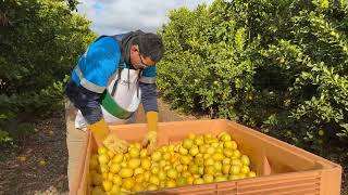 "Real picker, real citrus block. Polester Back With Clip