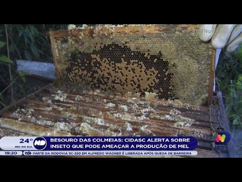 Besouro das colmeias: Cidasc alerta sobre inseto que pode ameaçar a produção de mel
