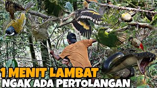 BANYAK BURUNG SULTAN TAPI SITUASI MEM4TIKAN INI PALING NGERI SAAT MIKAT BURUNG CUMA DI SINI