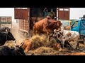 Bhai Koto Nilo 2026 | Gabtoli Cattle Market | Qurbani Cow Price 2026 | Gorur Haat Update, Part:24