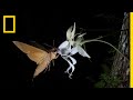 Rare Ghost Orchid Has Multiple Pollinators | Short Film Showcase