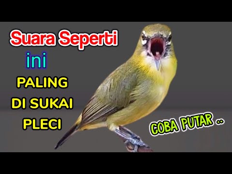 TIPS JITU MEMILIH PLECI OMBYOKAN DIPASAR SUPAYA DAPET YANG BAGUS DAN PROSPEK‼️