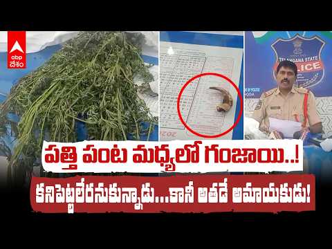 పత్తి చేనులో గంజాయి సాగు | Ganja Cultivation In Adilabad Cotton Field | ABP Desam