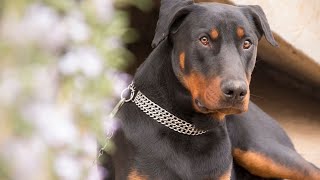 How to Groom Your Doberman Pinscher s Coat During Shedding Season with a Slicker Brush and Grooming