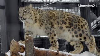 カラスを狙うユキヒョウ リアン~Snow Leopards