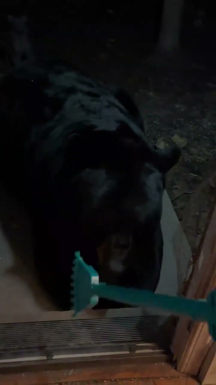 Gentle Rake Scratches Soothe Bear || ViralHog