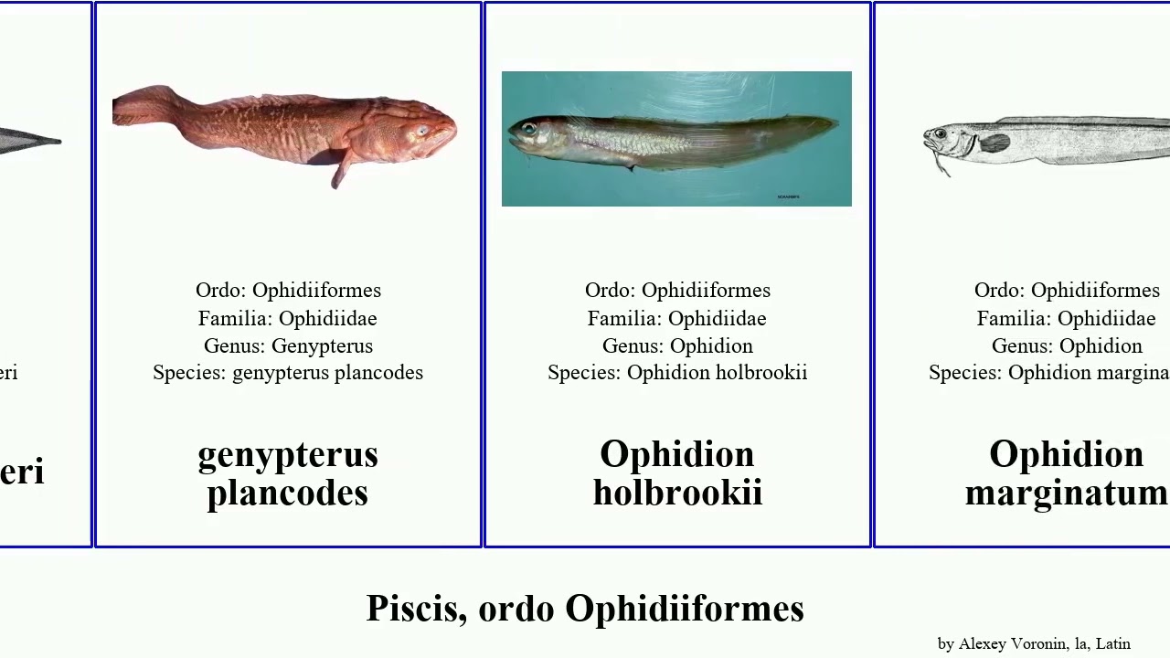 Piscis, ordo Ophidiiformes fish Ophidion Cataetyx marginatum plancodes holbrookii genypterus Pad
