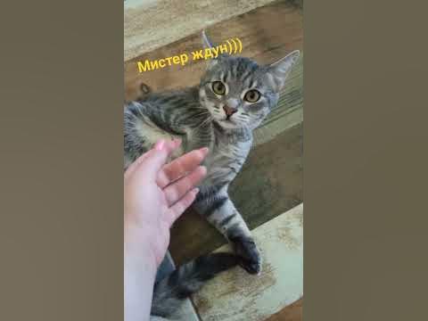 Локи мистер ждун) - YouTube