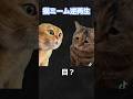猫ミーム逆再生＋空耳集#shorts#ネタ #chipichipi #ねこ #流行 #ヤギ#かわいい猫