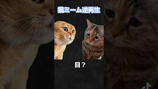 猫ミーム逆再生＋空耳集#shorts#ネタ #chipichipi #ねこ #流行 #ヤギ#かわいい猫