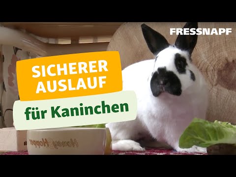 Video: Sind Kunstrasen sicher für Kaninchen?