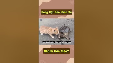Động Vật Nào Phản Xạ Nhanh Hơn Mèo?#youtubeshorts