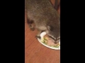 Raccoon eating the cat food