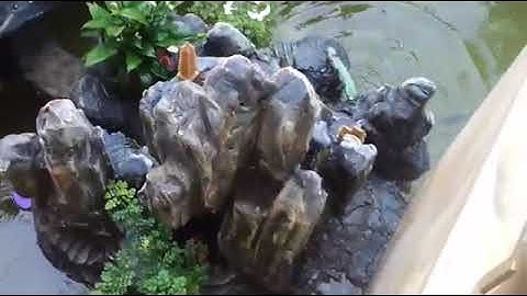 Thi công hồ cá koi tại Quảng Ngãi (Koi pond construction )