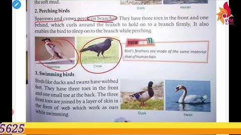 CLASS-4 CHAP-10 BEAKS AND CLAWS PART - 3