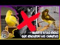 MUERTE a las RATAS que ATACARON los CANARIOS🦜