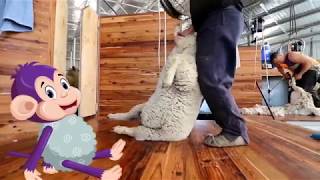 Curious Tots: How wool is made into fabric  from farm to shearing shed to mill | Educational videos