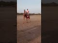 Camel sortfeed music tharbeauty