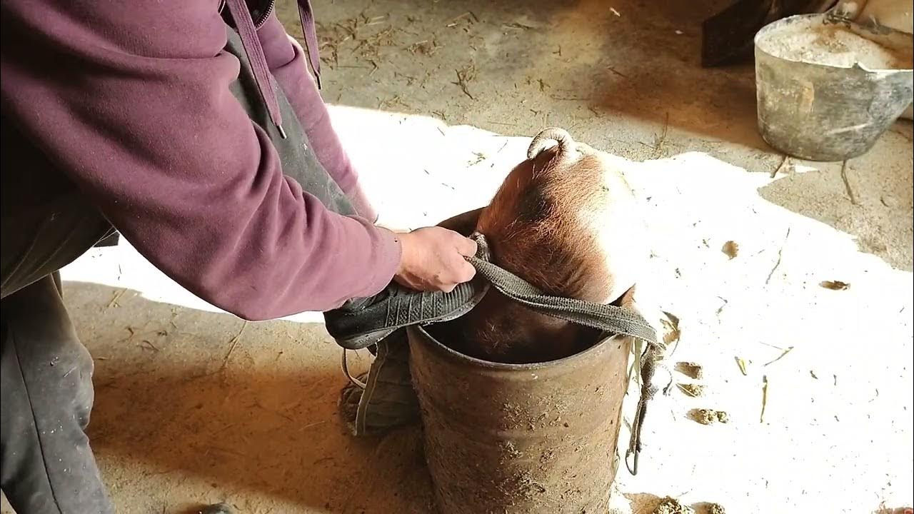 Кастрация поросят - YouTube