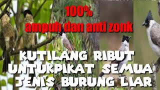 kutilang ribut suara pikat untuk semua jenis burung liar