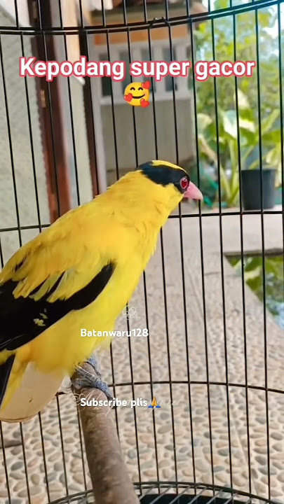 ternyata seperti ini suara burung kepodang dari deket🤩#kepodanglokal #kepodangmas #kicaumania#burung