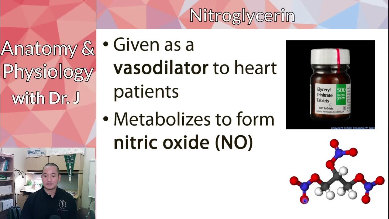 PHYL 142 Vascular Chemical Vasodilators & Vasoconstrictors YouTube