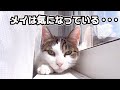 元野良猫で家猫生活半年のメイは気になっている