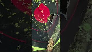 results of me shooting the glock 23 as fast as I could
