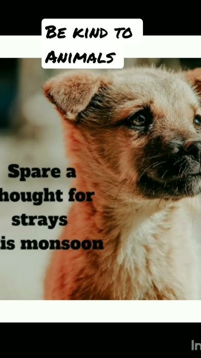 Nepali Poem On Stray Dog feedthestrays nepali nepalikavita nepali-poem-on-stray-dog-feedthestrays-nepali-nepalikavita