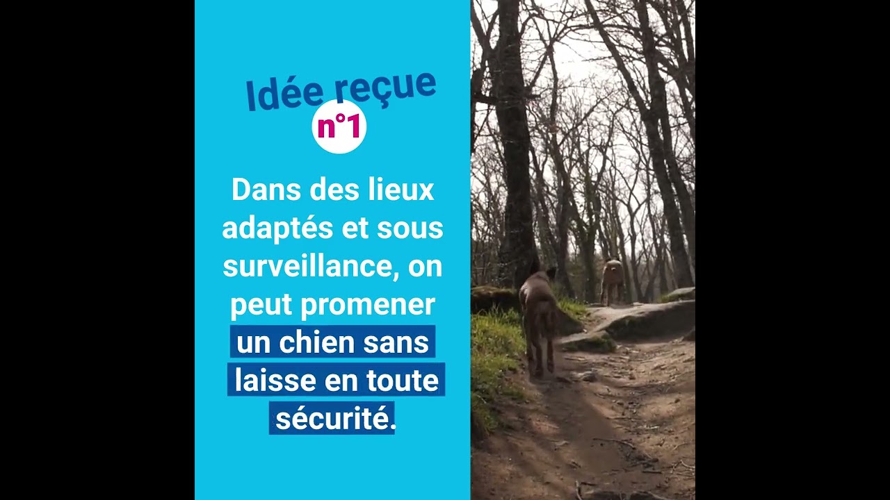 Promener son chien sans laisse : les étapes à suivre