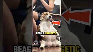 Top 3 BEST Dog Breeds for Summer ☀️🐶 #shorts #dog